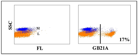 Anti-gamma delta TCR1-N24 delta chain (bovine), clone GB21A