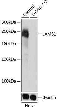 Anti-Laminin beta 1 [KO Validated]