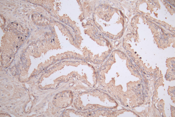 Anti-COL1A2, recombinant clone 3C3