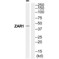 Anti-ZAR1