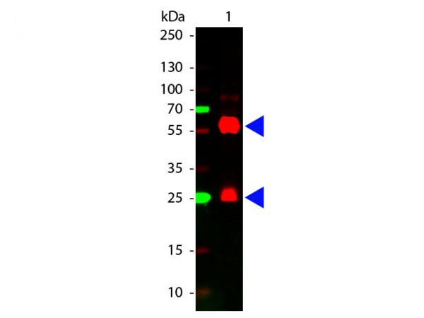 Streptavidin CY5 conjugated