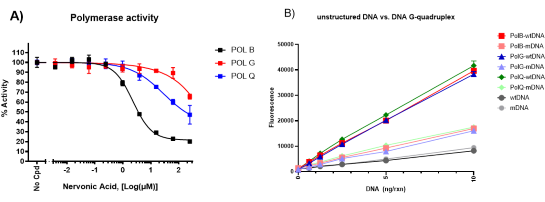 DNA Polymerase beta Assay Kit