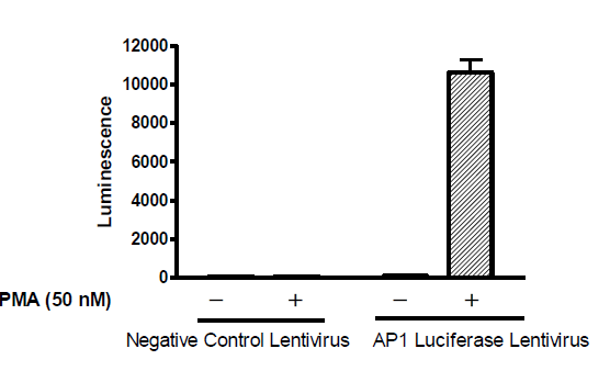 AP1 Luciferase Reporter Lentivirus (JNK Signaling Pathway)