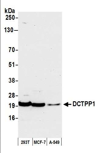 Anti-DCTPP1