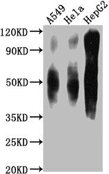 Anti-CD63 Monoclonal, clone 1H1E11