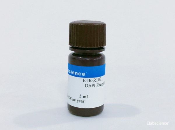 DAPI Reagent (1 µg/mL)