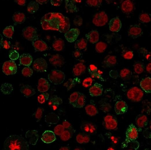 Anti-GLUT1, clone GLUT1/2475