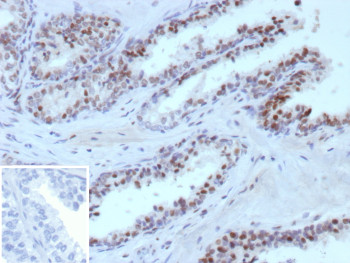 Anti-ERG / ETS related gene, clone ERG1/12590