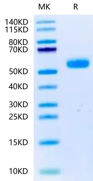 Canine BMPR1A/ALK-3 Protein