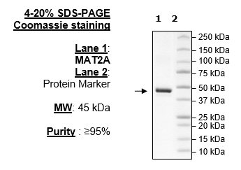 MAT2A, His-Avi-Tag, Biotin-Labeled