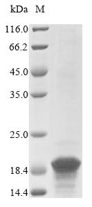 Kinetoplastid membrane protein 11 (KMP-11), Trypanosoma cruzi, recombinant