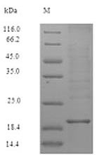 Zymogen granule protein 16 homolog B (ZG16B), human, recombinant