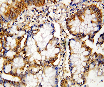 Anti-Caspase 10