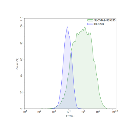 FluoSite Anti-SLC34A2 Antibody, FITC-Labeled