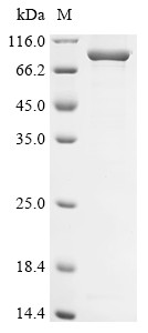 Delta-1-pyrroline-5-carboxylate synthase (ALDH18A1), human, recombinant