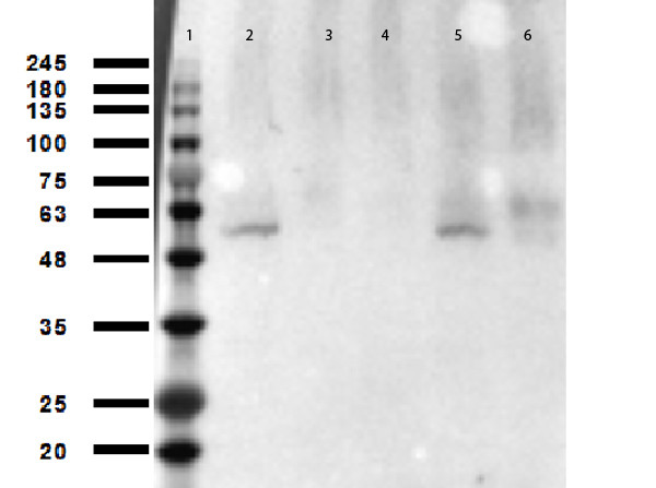 Anti-acetyl-p53 (Lys305)