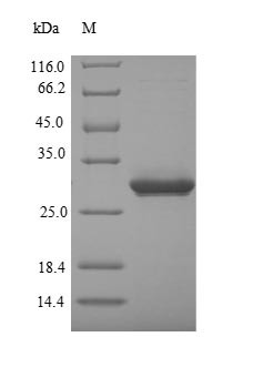Alpha-defensin 5 (Defa5), mouse, recombinant