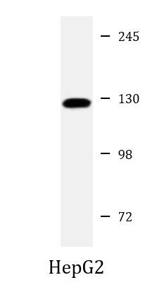Anti-LRIG3