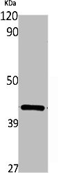 Anti-WNT16