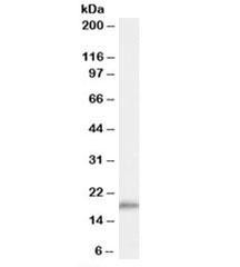 Anti-COX4I1