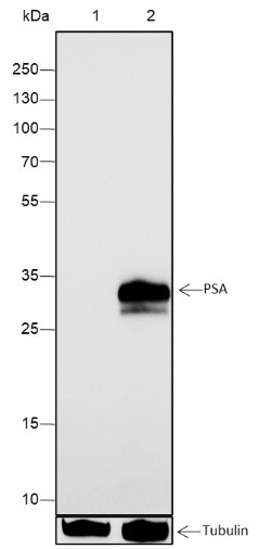 Anti-Recombinant PSA, clone A340