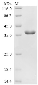 Proteasome activator complex subunit 3 (PSME3), human, recombinant