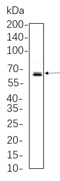 Anti-Recombinant Phospho-NF-kappaB p65 (Ser536), clone 9A4