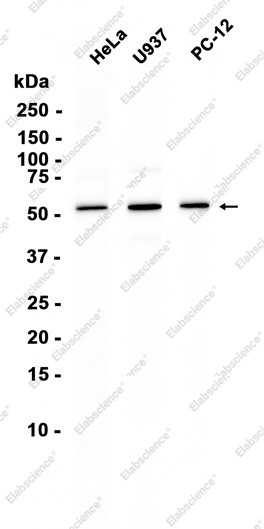 Anti-Recombinant PRPF19, clone C123065