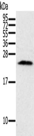 Anti-PIN1