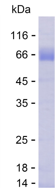 Recombinant Human P2RX7 Protein