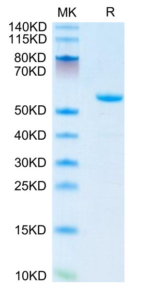 Mouse APOA1 Protein