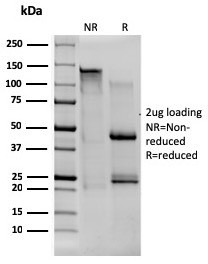 Anti-CD80 (B7-1), clone C80/1608