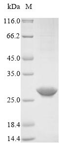 Recoverin (RCVRN), human, recombinant