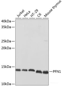 Anti-PFN1