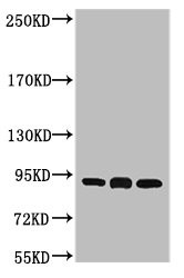 Anti-HSP90AB1 Monoclonal
