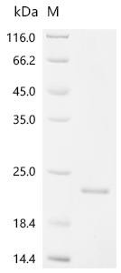 Osteocalcin (BGLAP), recombinant Bovine