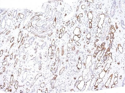 Anti-Complement C4d(C4D204), CF640R conjugate, 0.1mg/mL