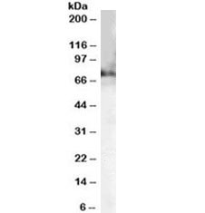 Anti-Choline acetyltransferase