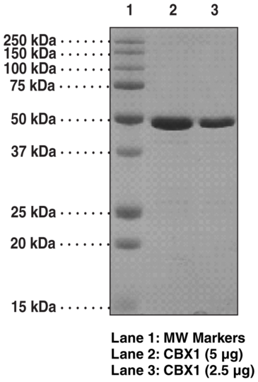 CBX1 (human recombinant)