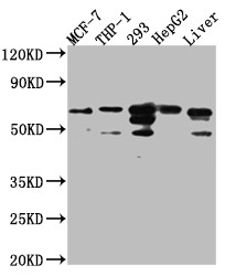 Anti-FAAH Recombinant Monoclonal, clone 8G3
