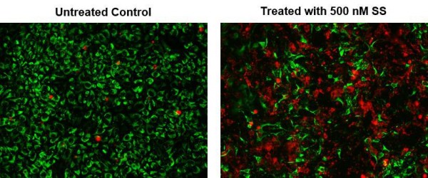 Annexin V-Cy5.5 conjugate