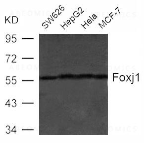 Anti-Foxj1 (HFH4)