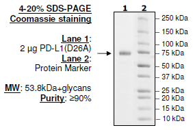 PD-L1 (D26A), Fc fusion, Biotin-labeled