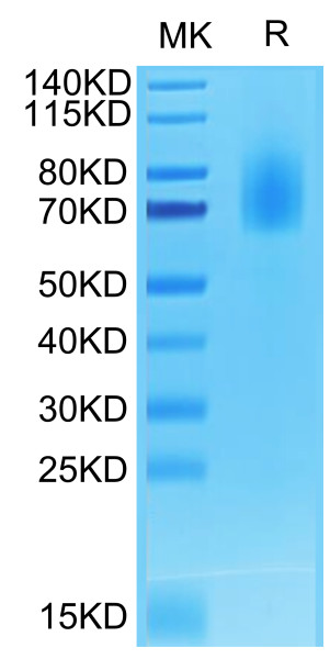 Biotinylated Human CD30/TNFRSF8 Protein