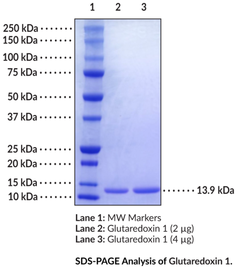 Glutaredoxin 1 (human, recombinant)