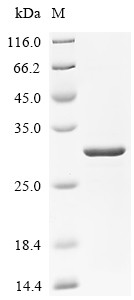 Parathyroid hormone/parathyroid hormone-related peptide receptor (PTH1R)), partial, Macaca fascicula