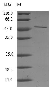 Ras-related C3 botulinum toxin substrate 3 (RAC3), human, recombinant