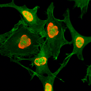 Anti-Acetyl-Histone H3 (Lys79), Rabbit Monoclonal (RM156)