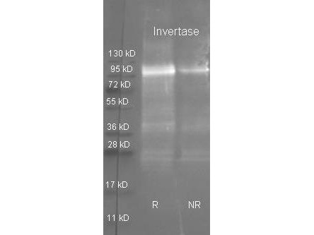 Anti-INVERTASE