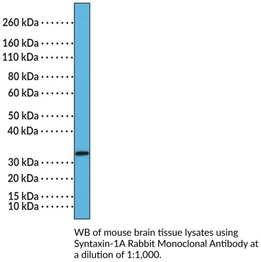 Anti-Syntaxin-1A Rabbit Monoclonal Antibody (Clone RM367)